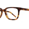 Eight to Eighty Van - Tortoise